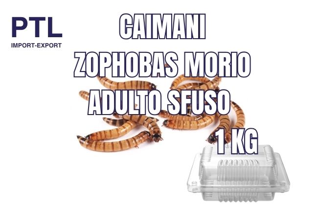 CAIMANI-ZOPHOBAS MORIO - ADULTO SFUSO - 1 KG_CONFEZ
